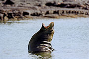 Picture 'Eq1_10_02 Galapagos Sea Lion, Galapagos, Fernandina, Punta Espinosa'